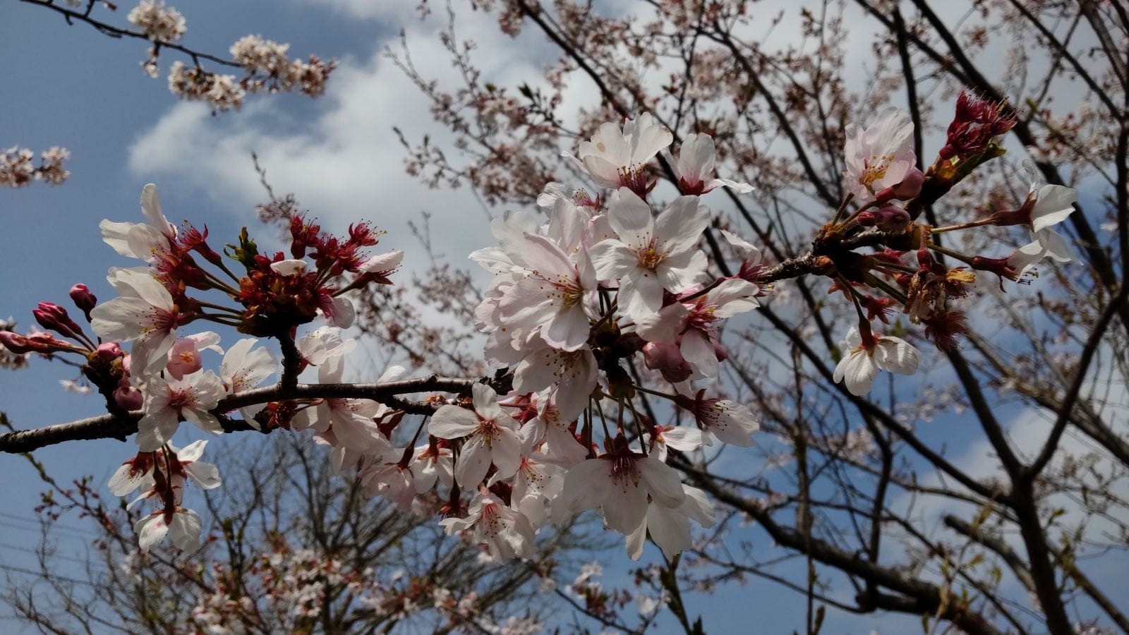 さくら開花状況・4/7