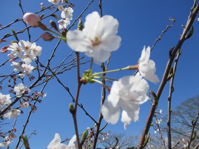 4月ドライブ行事（桜のお花見）