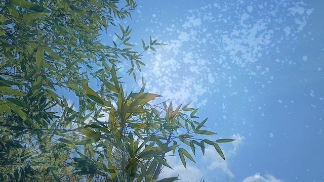 ウォーターメロン伝説