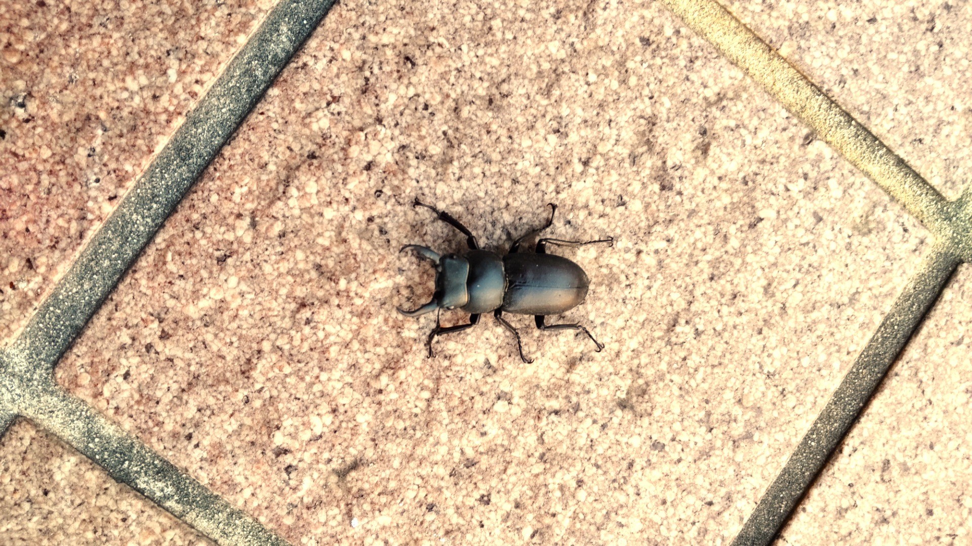 つつじ苑の仲間たち・虫やら鳥やら