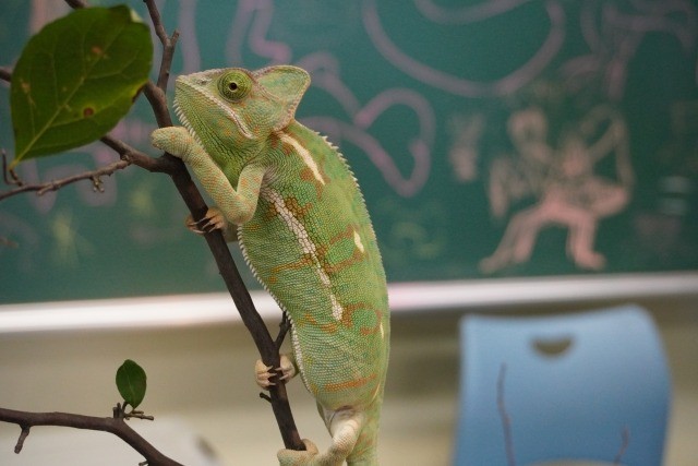 キーマも気まぐれ（選ばれざらぬ者へ）