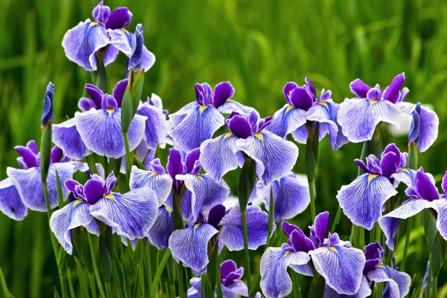 いざ菖蒲
